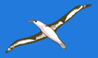 midway_albatros