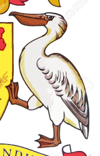 barbade_pelican