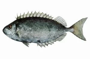 détail d'Airai