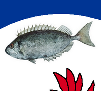 détail d'Airai