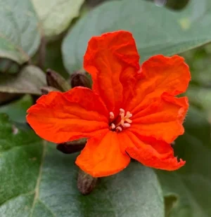 Fleur de kelau
