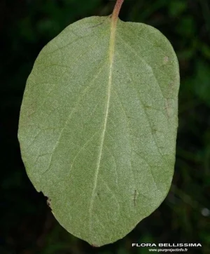 feuille de cognassier