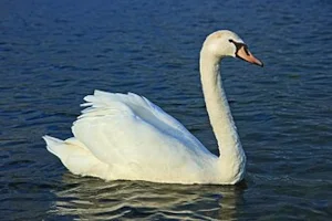 cygne blanc