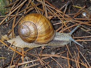 escargot