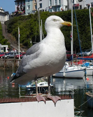 goéland argenté
