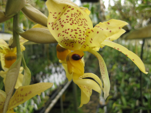 orchidee