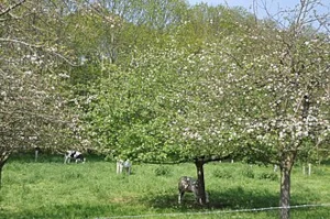 pommier